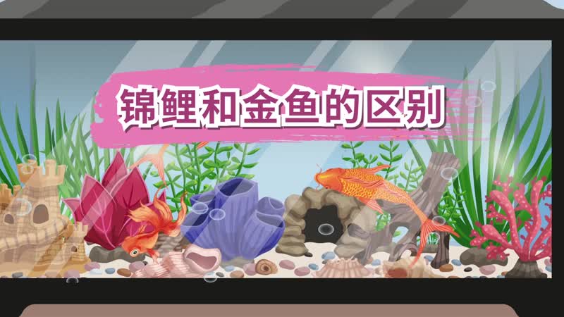 錦鯉和金魚的區(qū)別 錦鯉和金魚有哪些區(qū)別