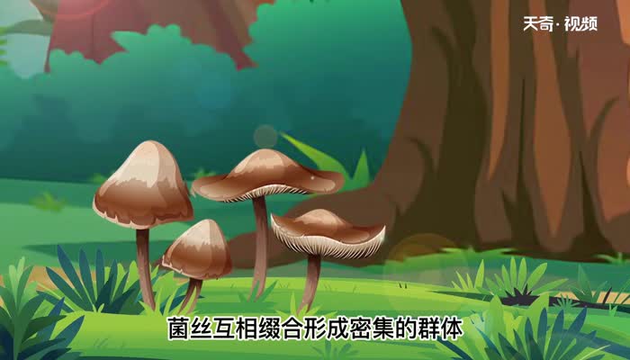 平菇和蘑菇的区别 平菇和蘑菇有什么区别