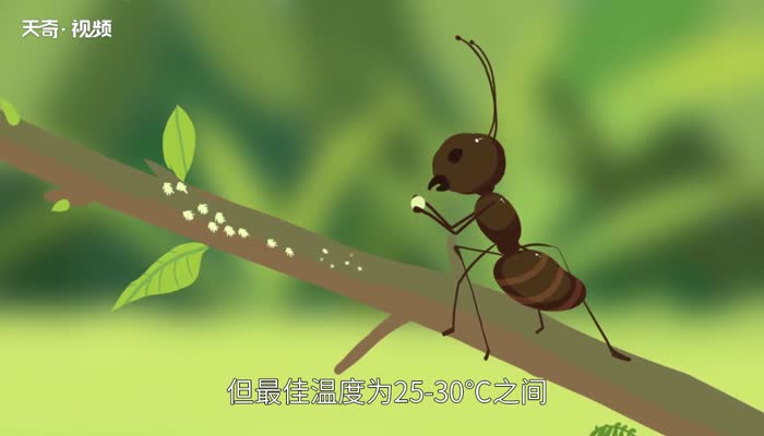 蚂蚁的生活环境是什么 蚂蚁的生活环境