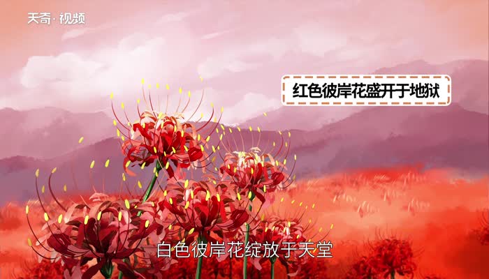 曼殊沙華什么意思 曼殊沙華的意思