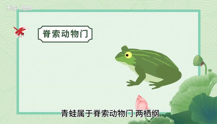 青蛙的意思 青蛙的意思是什么