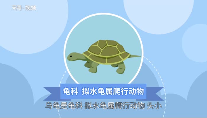 乌龟的意思 乌龟的意思是什么