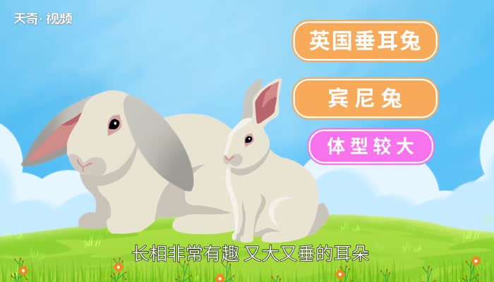 世界上最长耳朵的兔子 世界上最长耳朵的兔子是什么