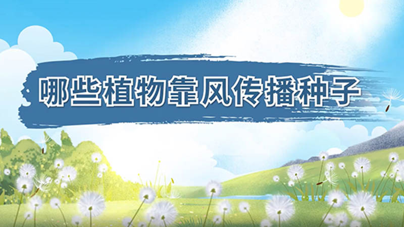 哪些植物靠风传播种子 哪些植物靠风传播种子呢