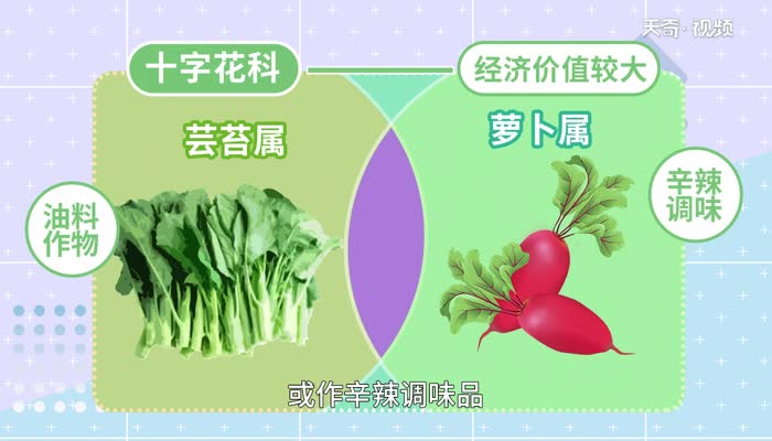 十字花科蔬菜有哪些 十字花科蔬菜品种