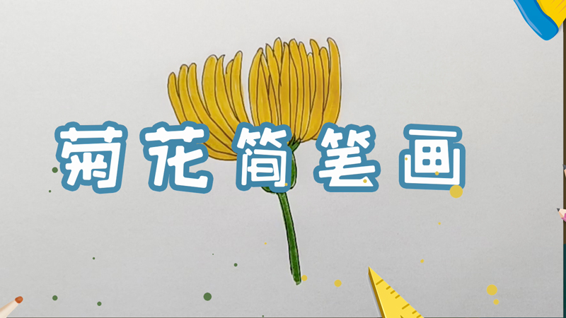 菊花简笔画
