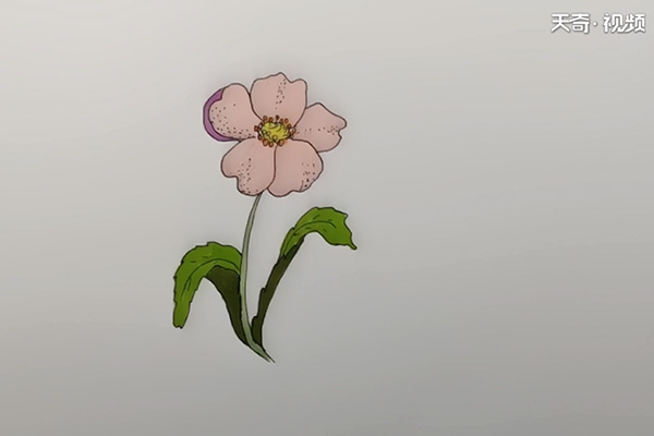 罂粟花简笔画
