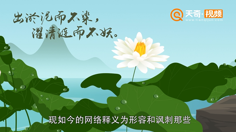 白蓮花什么意思 白蓮花是什么意思