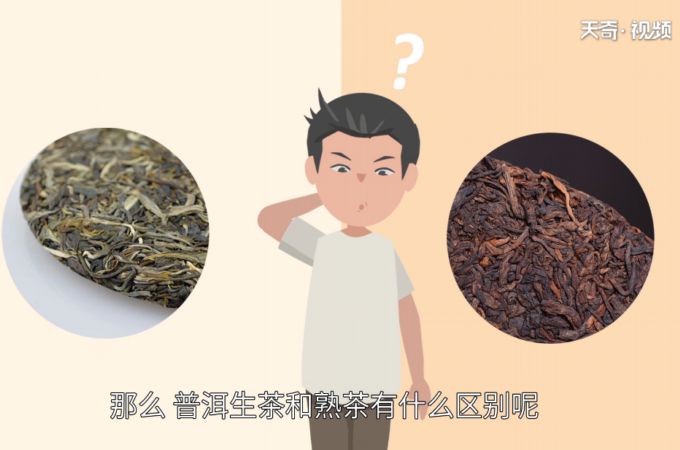 普洱生茶和熟茶的区别