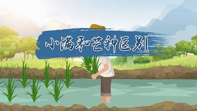 小满和芒种区别 小满和芒种是什么季节