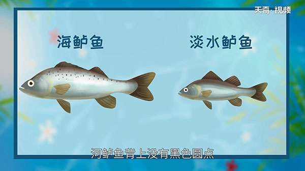 鲈鱼是淡水鱼还是海鱼 鲈鱼是什么鱼