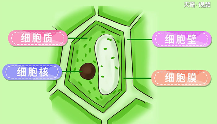 植物细胞的基本结构包括哪些 植物细胞的基本结构有哪些