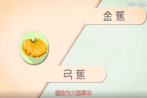 香蕉的營養(yǎng)價(jià)值