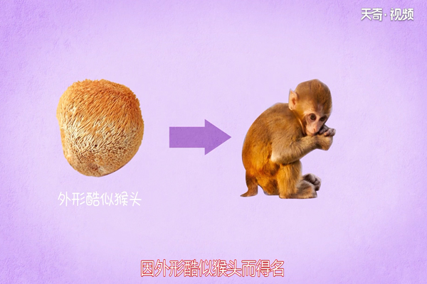 猴头菇的营养价值