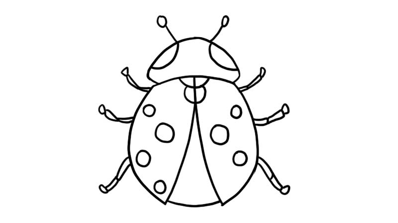 七星瓢虫的简笔画法图片