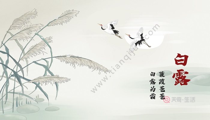 蒹葭中写了哪些景物 蒹葭中描写了哪些景物