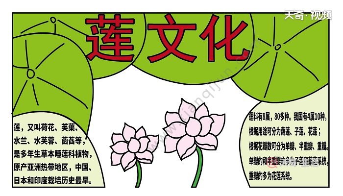 旱莲花手抄报图片