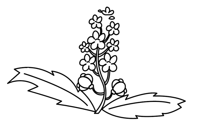 油菜花的花瓣简笔画图片