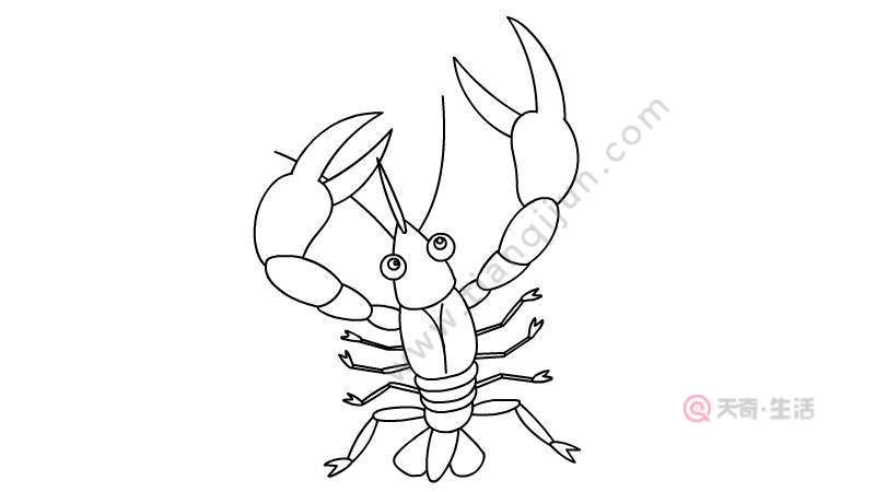 澳洲龙虾简笔画画法图片