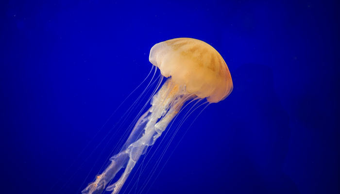 水里的微生物图片大全图片