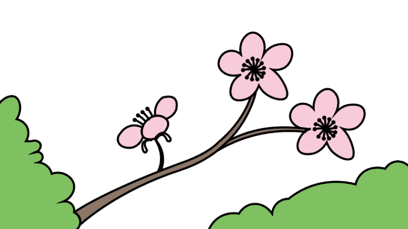 卡通樱花树图片简笔画图片