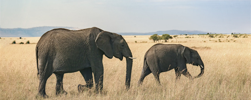 森林象和草原象杂交图片