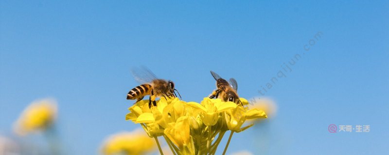 形容蜜蜂勤劳的句子 形容蜜蜂勤劳的句子有哪些