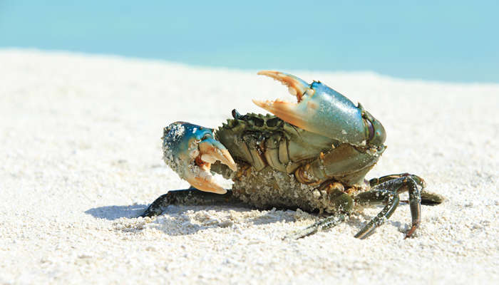 青蟹的做法清蒸几分钟青蟹的做法是什么