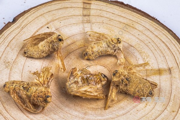 雄蚕蛾的功效与作用,雄蚕蛾的好处