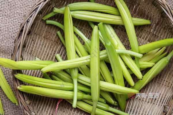 金針菜的功效與作用 金針菜的禁忌人群