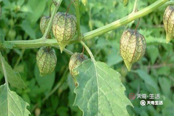 客家草药白花鬼点火图片