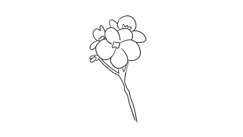 紫罗兰简笔画花园图片