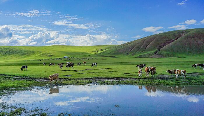 草原上散布着牛群，远处是连绵起伏的山丘，天空晴朗，云彩稀疏，地面有水坑反射着天空与牛影。