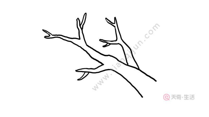 画树枝 简单图片