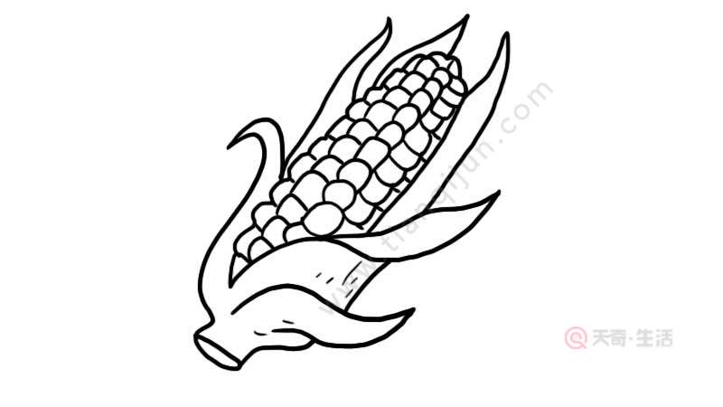 郑州大玉米简笔画图片