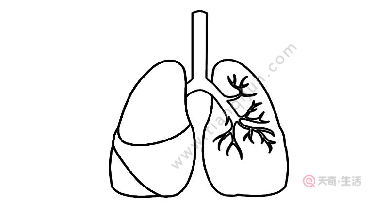 肺结核怎么画简笔画图片