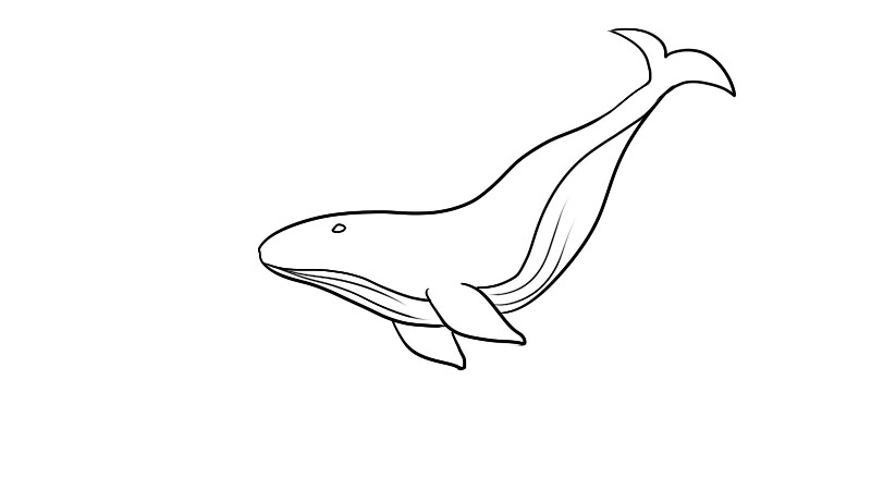 大头鲸简笔画图片