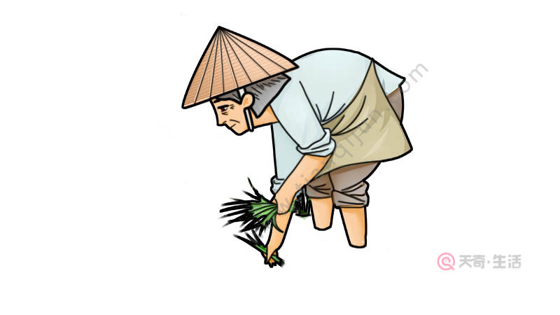 农民插秧简笔画怎么画 农民插秧简笔画画法
