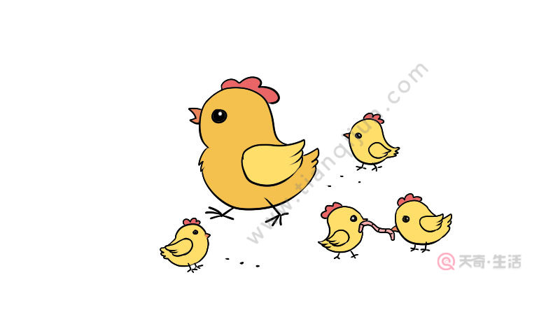 鸡群觅食图简笔画步骤 鸡群觅食图简笔画教程