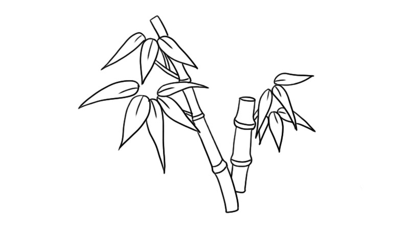 竹子画法教程简笔画图片