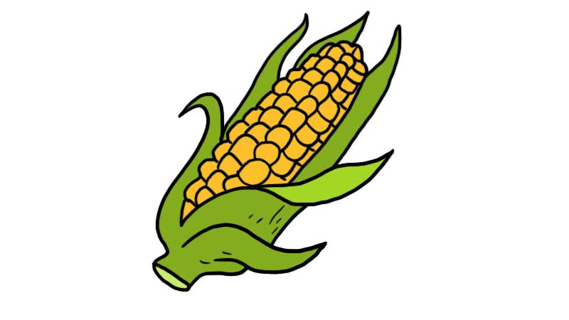 丰收的玉米简笔画图片