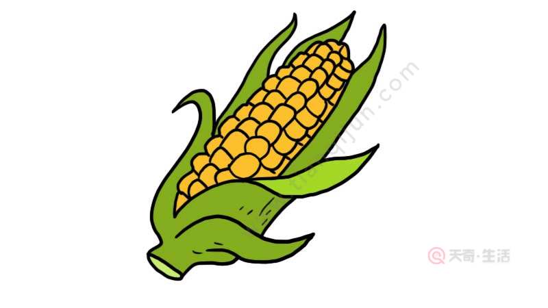 郑州简笔画 大玉米图片