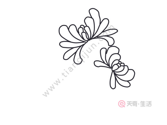 菊花简笔画