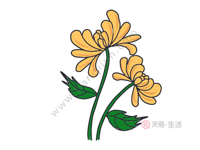 菊花简笔画