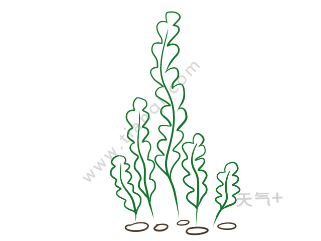 水草简笔画 水草简笔画画法