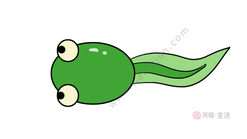 一只小蝌蚪卡通图片