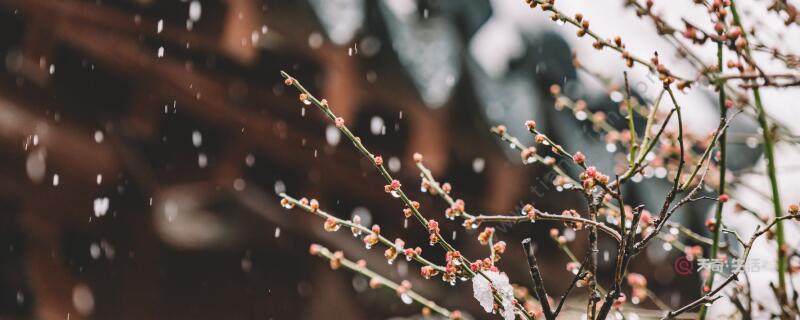 春雪古詩翻譯 春雪古詩的意思