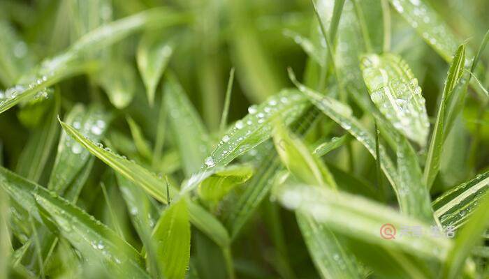 春雨貴如油的農諺寫出了什麼 春雨貴如油的俗語意思