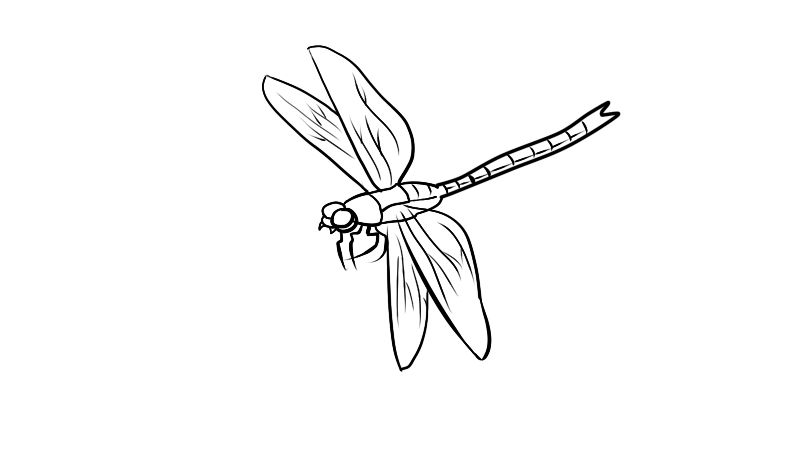 荷叶上的小蜻蜓简笔画图片