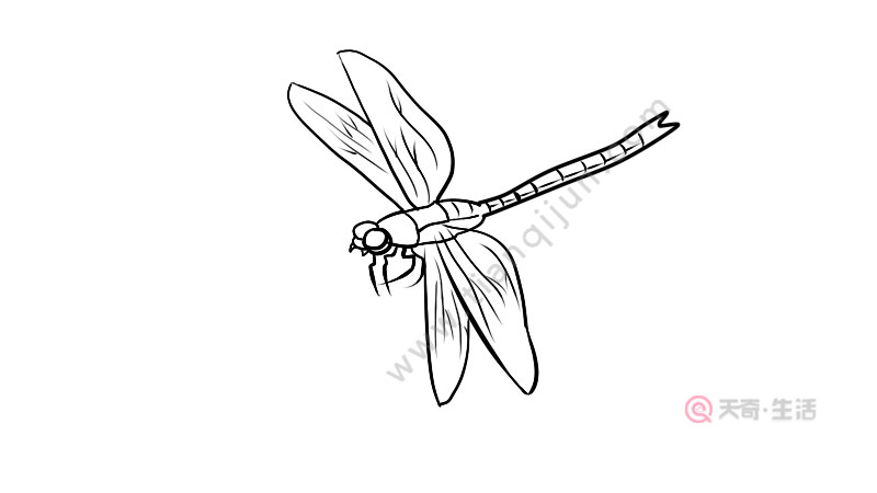 蜻蜓的一生简笔画图片
